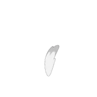 Tail Size_001
